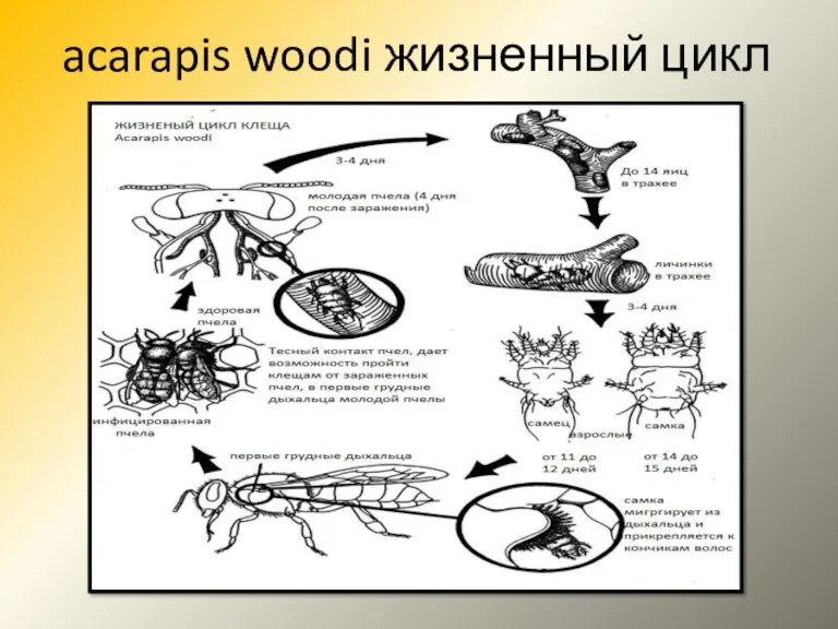 acarapis woodi жизненный цикл