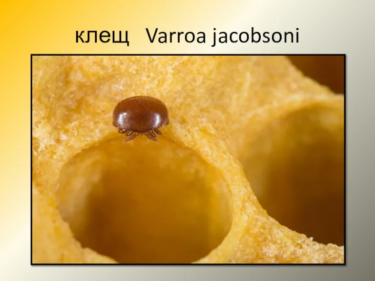 клещ Varroa jacobsoni