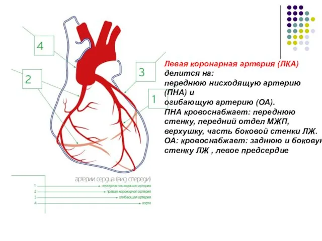 Левая коронарная артерия (ЛКА) делится на: переднюю нисходящую артерию (ПНА) и огибающую артерию