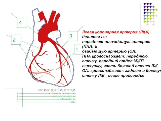 Левая коронарная артерия (ЛКА) делится на: переднюю нисходящую артерию (ПНА)