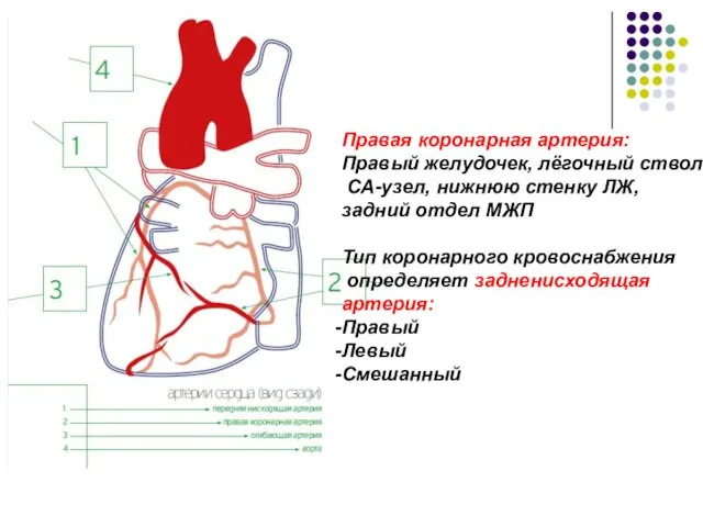 Правая коронарная артерия: Правый желудочек, лёгочный ствол, СА-узел, нижнюю стенку ЛЖ, задний отдел