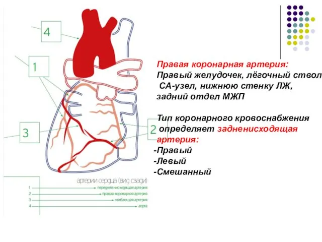 Правая коронарная артерия: Правый желудочек, лёгочный ствол, СА-узел, нижнюю стенку