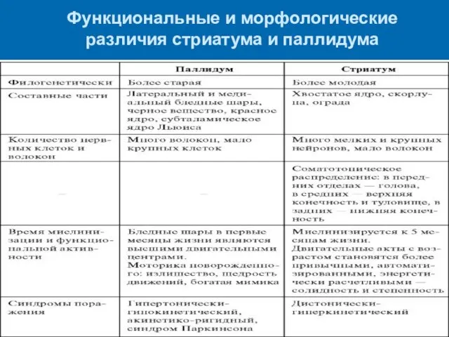 Функциональные и морфологические различия стриатума и паллидума