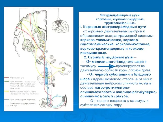 Экстрапирамидные пути: корковые, стриопаллидарные, трункоспинальные. Корковые экстрапирамидные пути от корковых