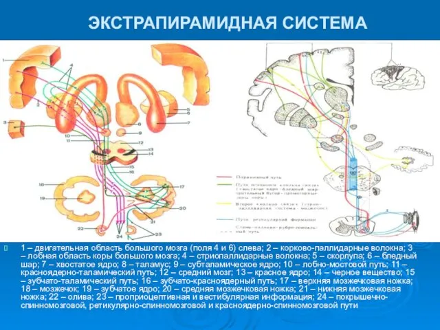 ЭКСТРАПИРАМИДНАЯ СИСТЕМА 1 – двигательная область большого мозга (поля 4 и 6) слева;