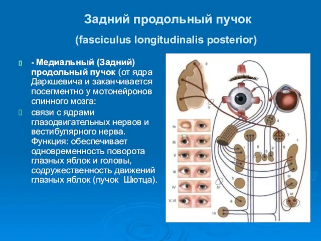 Задний продольный пучок (fasciculus longitudinalis posterior) - Медиальный (Задний) продольный пучок (от ядра