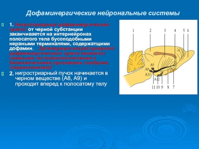 Дофаминергические нейрональные системы 1. Нигростриарный дофаминергический тракта :от черной субстанции