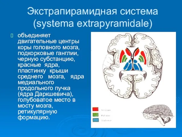 Экстрапирамидная система (systema extrapyramidale) объединяет двигательные центры коры головного мозга,