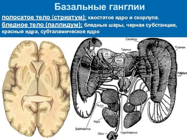 Базальные ганглии полосатое тело (стриатум): хвостатое ядро и скорлупа. бледное