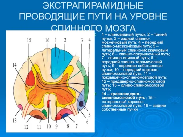 ЭКСТРАПИРАМИДНЫЕ ПРОВОДЯЩИЕ ПУТИ НА УРОВНЕ СПИННОГО МОЗГА 1 – клиновидный пучок; 2 –