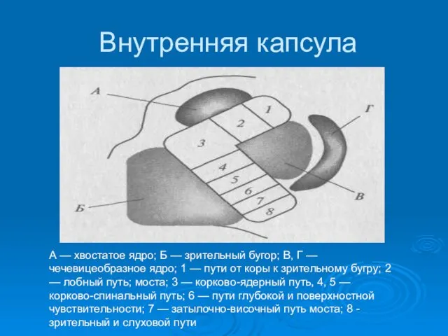 Внутренняя капсула А — хвостатое ядро; Б — зрительный бугор;