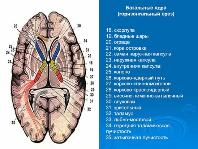 18. скорлупа 19. бледные шары 20. ограда 21. кора островка