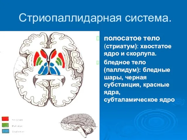 Стриопаллидарная система. полосатое тело (стриатум): хвостатое ядро и скорлупа. бледное тело (паллидум): бледные