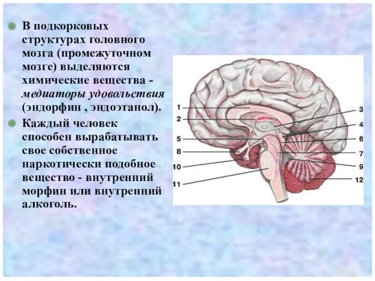 В подкорковых структурах головного мозга (промежуточном мозге) выделяются химические вещества - медиаторы удовольствия