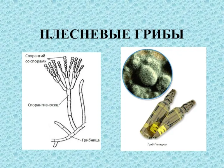 ПЛЕСНЕВЫЕ ГРИБЫ