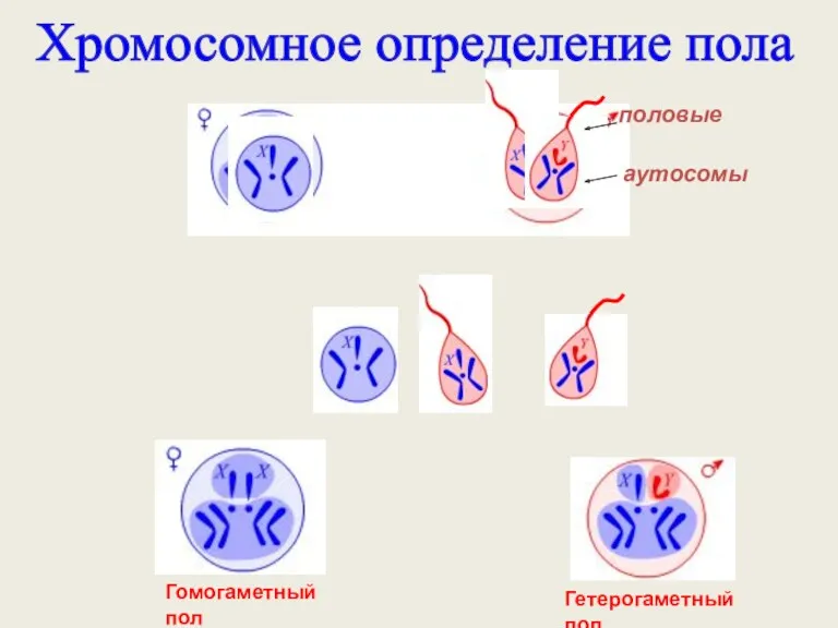 Хромосомное определение пола Гомогаметный пол Гетерогаметный пол