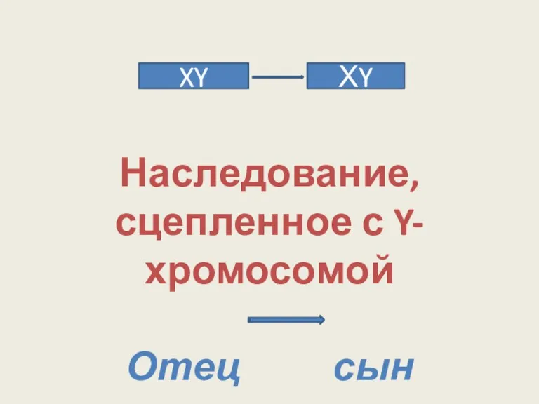 Наследование, сцепленное с Y-хромосомой Отец сын XY ХY