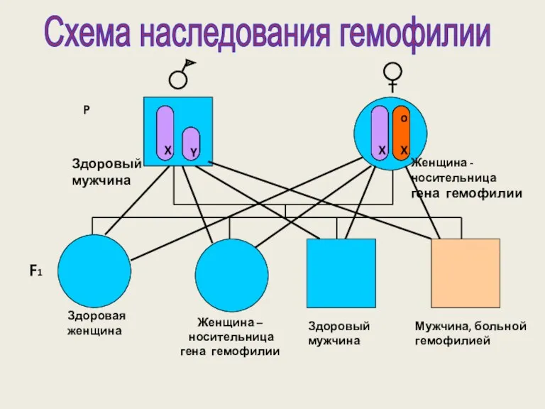 Схема наследования гемофилии X Y X O X X X