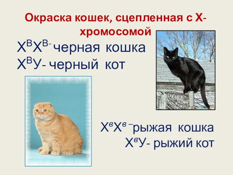 Окраска кошек, сцепленная с Х-хромосомой ХВХВ- черная кошка ХВУ- черный