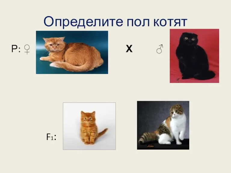 Определите пол котят Р: ♀ Х ♂ F1: