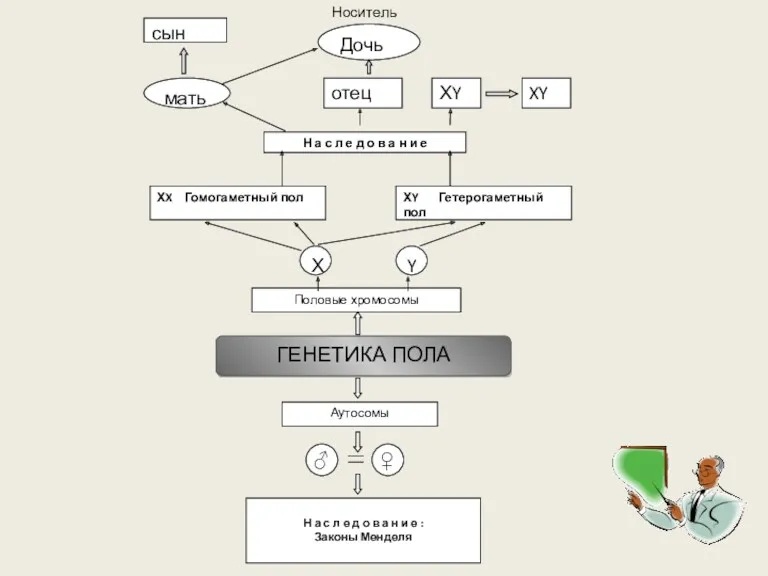 сын отец ХY XY мать Дочь Н а с л