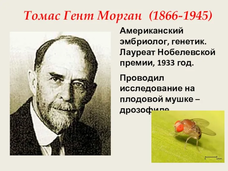 Американский эмбриолог, генетик. Лауреат Нобелевской премии, 1933 год. Проводил исследование