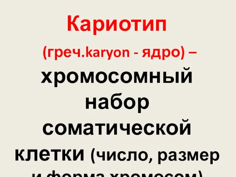 Кариотип (греч.karyon - ядро) – хромосомный набор соматической клетки (число, размер и форма хромосом)