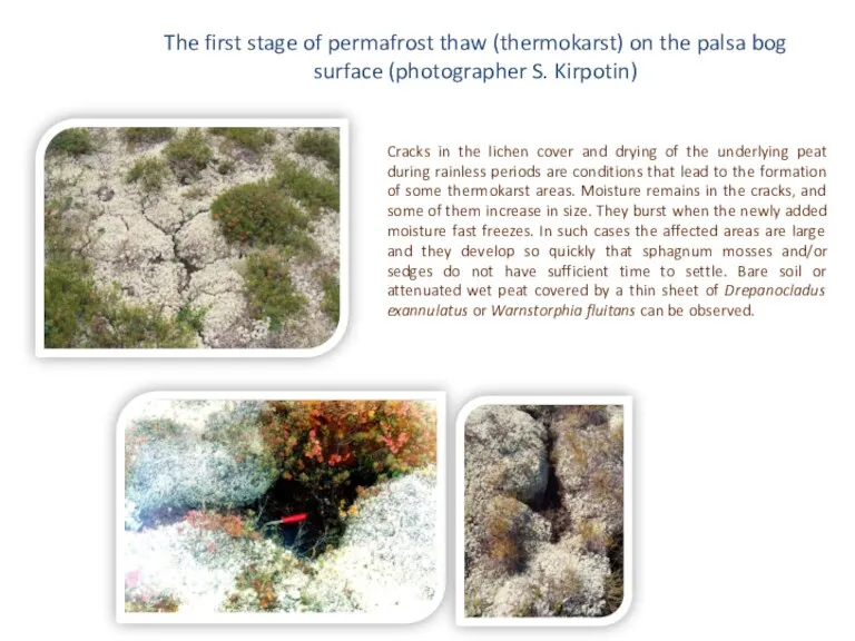 The first stage of permafrost thaw (thermokarst) on the palsa