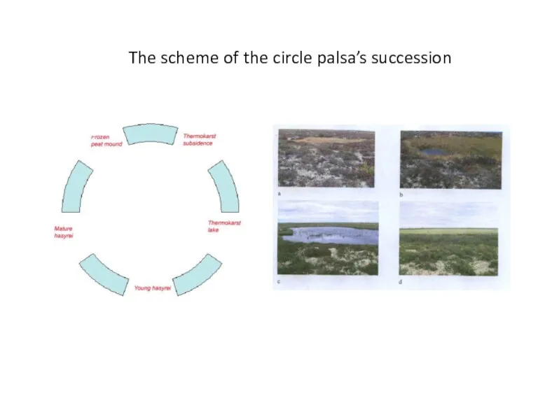 The scheme of the circle palsa’s succession