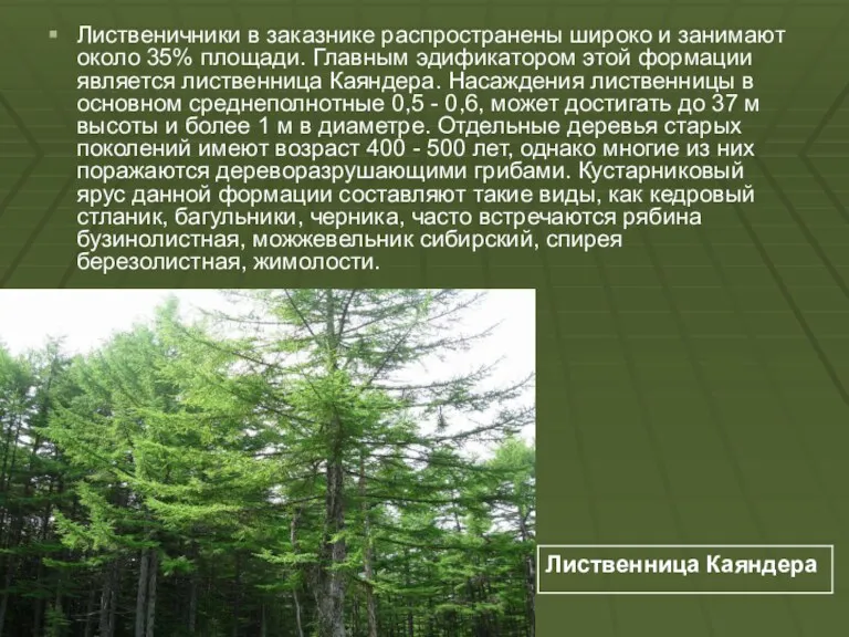 Лиственичники в заказнике распространены широко и занимают около 35% площади.