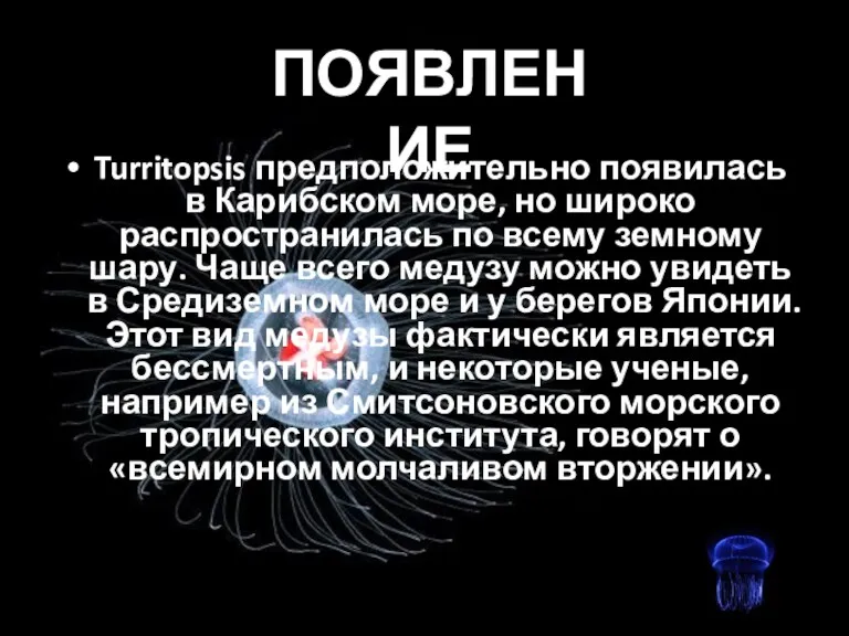 Turritopsis предположительно появилась в Карибском море, но широко распространилась по