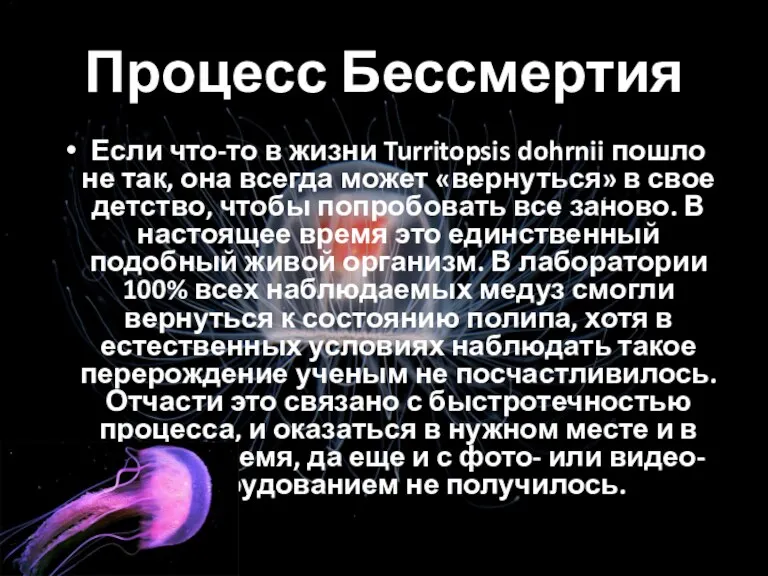 Процесс Бессмертия Если что-то в жизни Turritopsis dohrnii пошло не