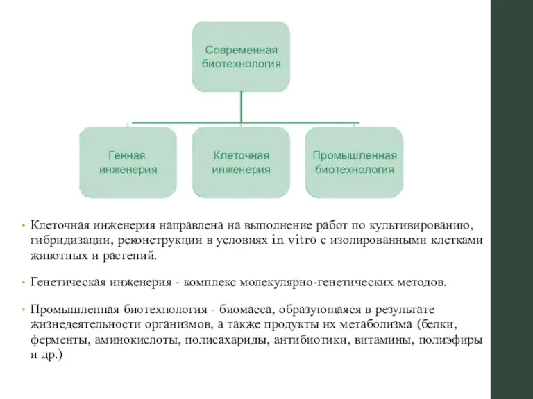 Клеточная инженерия направлена на выполнение работ по культивированию, гибридизации, реконструкции