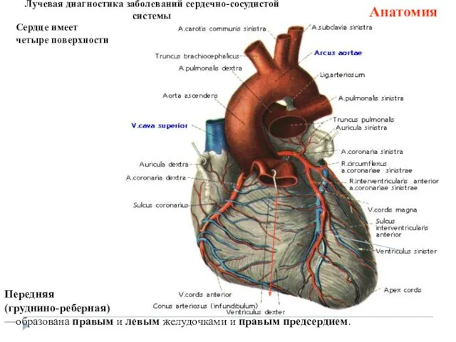Лучевая диагностика заболеваний сердечно-сосудистой системы Анатомия Передняя (груднино-реберная) —образована правым и левым желудочками