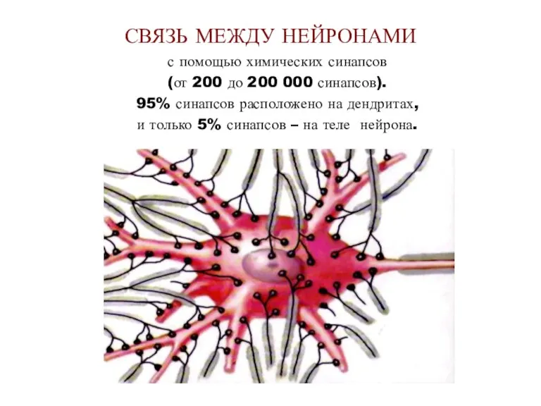 СВЯЗЬ МЕЖДУ НЕЙРОНАМИ с помощью химических синапсов (от 200 до 200 000 синапсов).