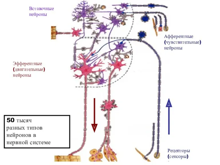 Афферентные (чувствительные) нейроны Эфферентные (двигательные) нейроны Вставочные нейроны Рецепторы (сенсоры) 50 тысяч разных