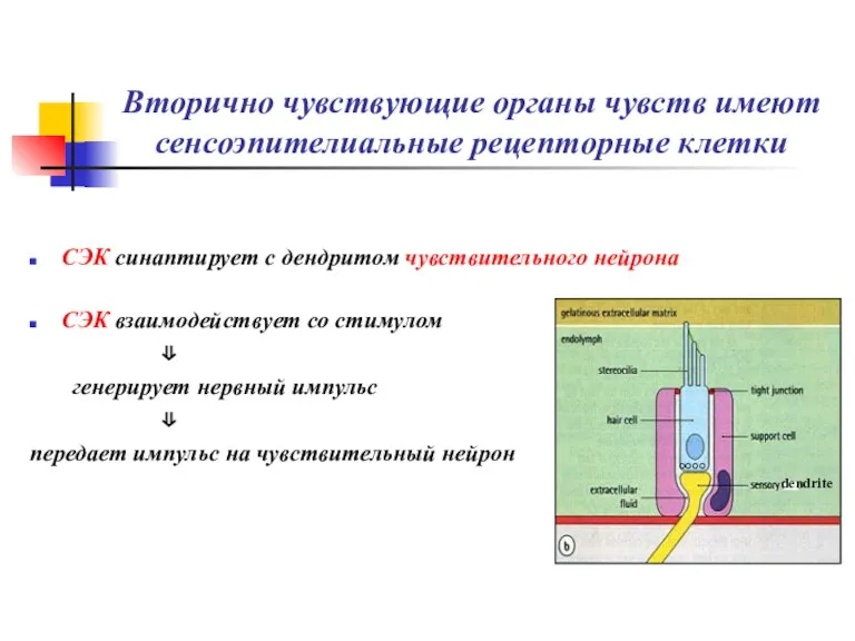 Вторично чувствующие органы чувств имеют сенсоэпителиальные рецепторные клетки СЭК синаптирует