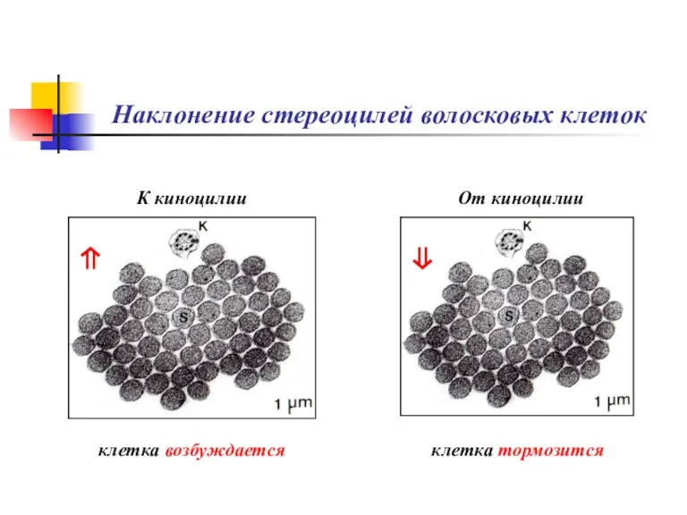 Наклонение стереоцилей волосковых клеток ⇑ ⇓ К киноцилии От киноцилии клетка возбуждается клетка тормозится