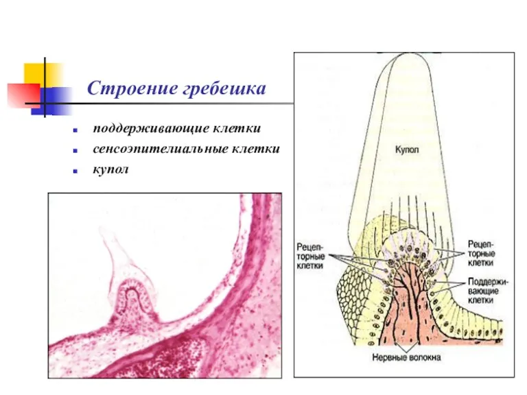 Строение гребешка поддерживающие клетки сенсоэпителиальные клетки купол