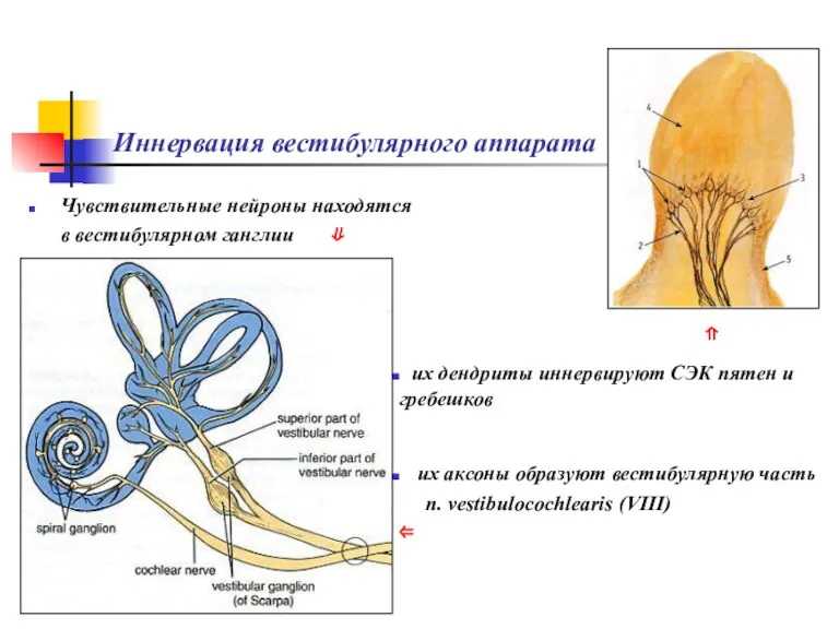 Иннервация вестибулярного аппарата Чувствительные нейроны находятся в вестибулярном ганглии ⇓