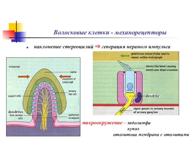 Волосковые клетки - механорецепторы наклонение стереоцилий ⇒ генерация нервного импульса