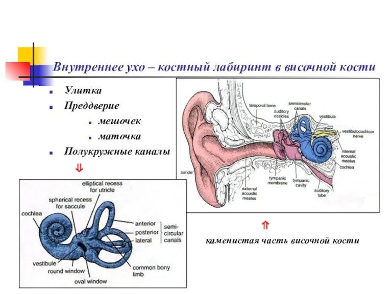 Внутреннее ухо – костный лабиринт в височной кости Улитка Преддверие