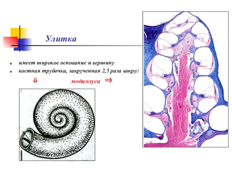 Улитка имеет широкое основание и вершину костная трубочка, закрученная 2,5 раза вокруг ⇓ модиолуса ⇒