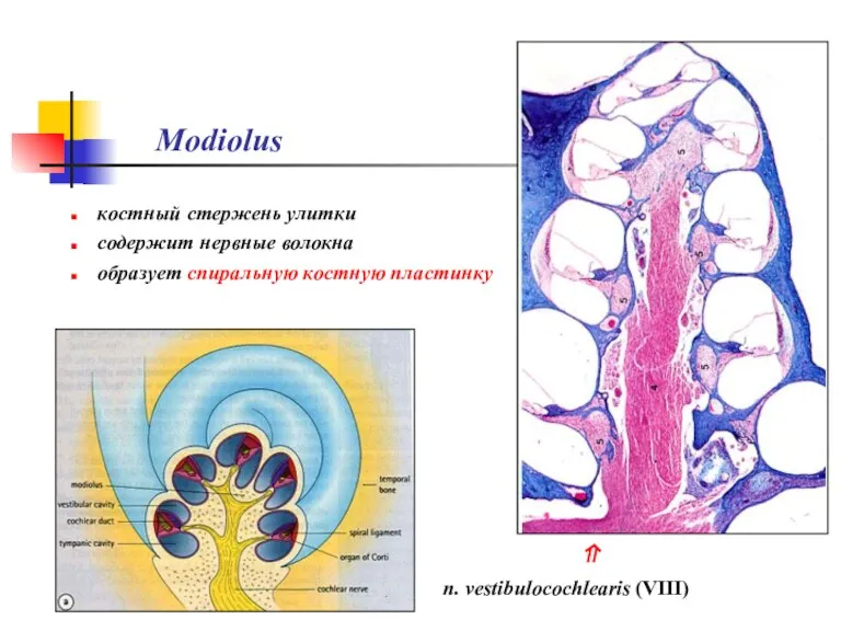 Modiolus костный стержень улитки содержит нервные волокна образует спиральную костную пластинку ⇑ n. vestibulocochlearis (VIII)