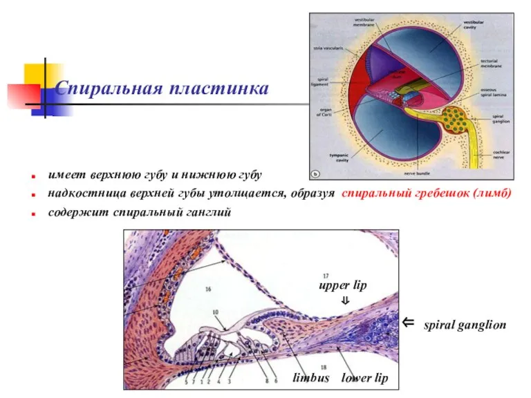 Спиральная пластинка имеет верхнюю губу и нижнюю губу надкостница верхней