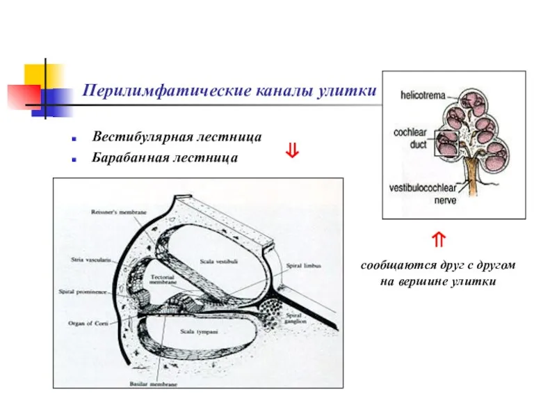 Перилимфатические каналы улитки Вестибулярная лестница Барабанная лестница ⇑ сообщаются друг с другом на вершине улитки ⇓