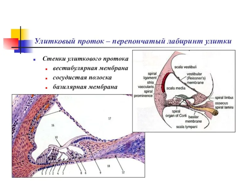 Улитковый проток – перепончатый лабиринт улитки Стенки улиткового протока вестибулярная мембрана сосудистая полоска базилярная мембрана