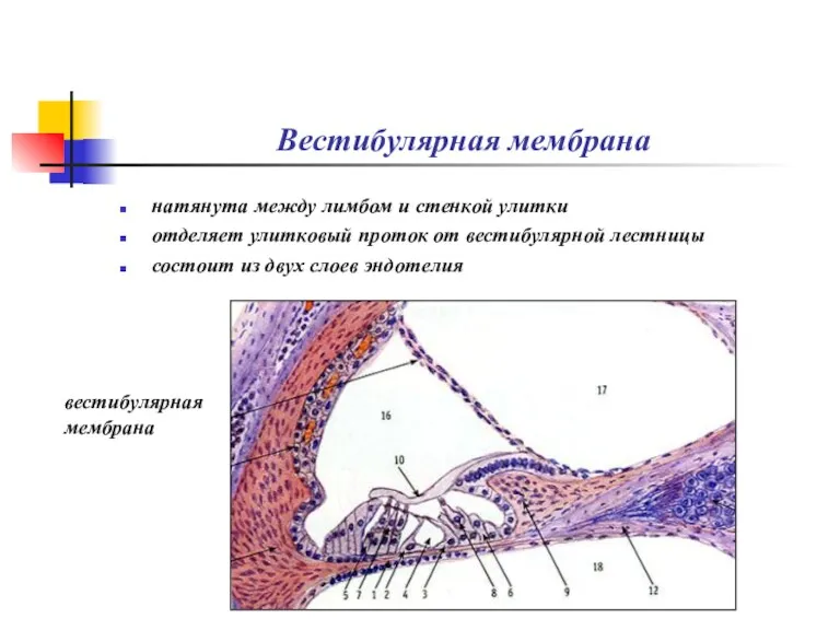 Вестибулярная мембрана натянута между лимбом и стенкой улитки отделяет улитковый