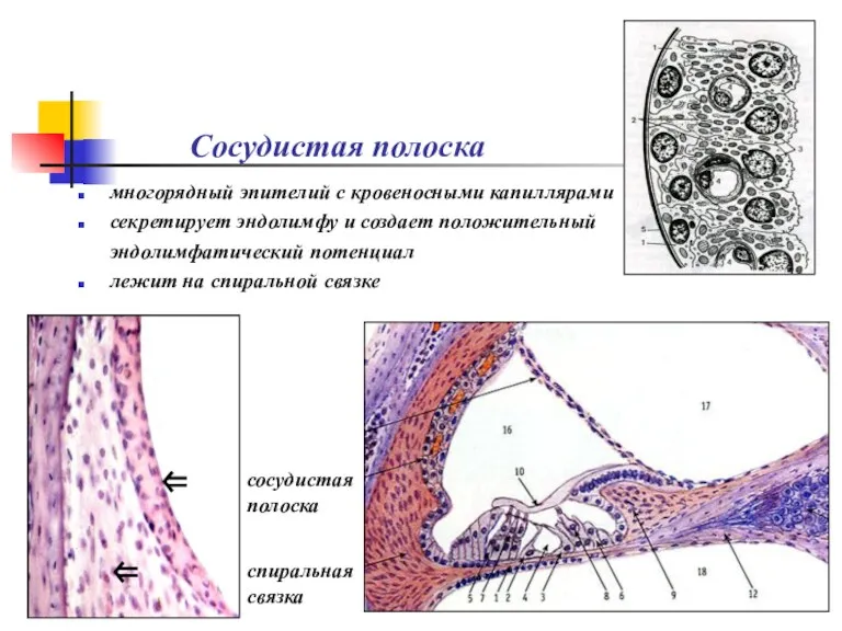 Сосудистая полоска многорядный эпителий с кровеносными капиллярами секретирует эндолимфу и