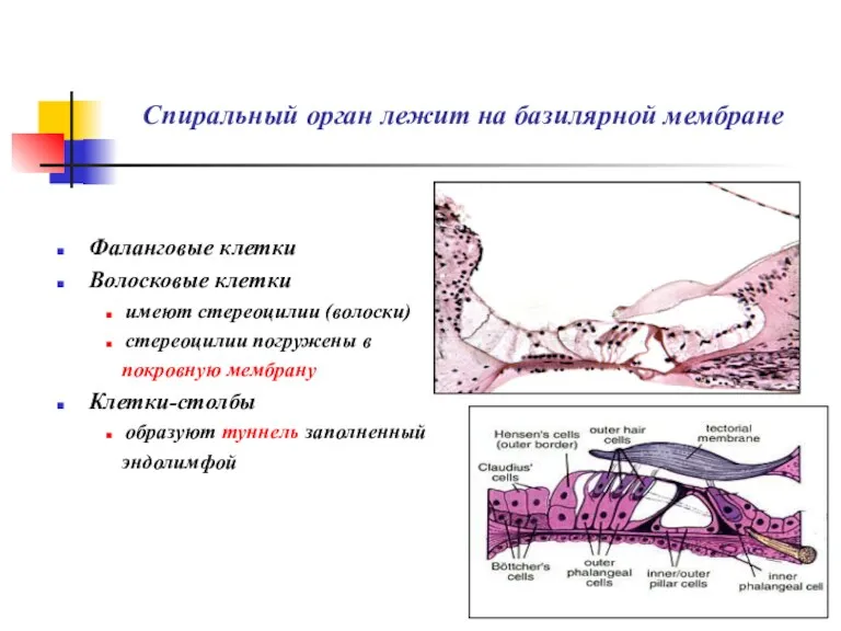 Спиральный орган лежит на базилярной мембране Фаланговые клетки Волосковые клетки